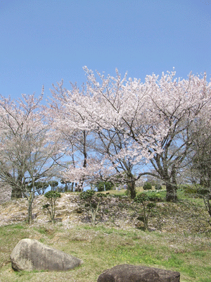 桜･･･円通寺･･･